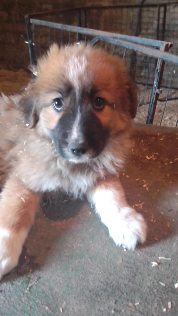 Camel splendido dolce cucciolo simil pastore cerca casa  Foto 5