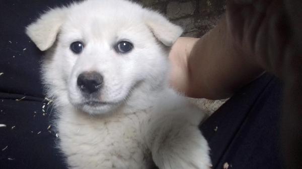 Moris Splendido Soffice Cucciolo Cerca Casa 