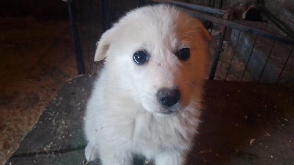 Moris splendido soffice cucciolo cerca casa  Foto 2