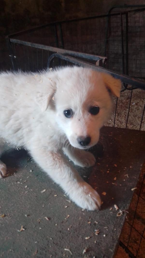 Moris splendido soffice cucciolo cerca casa  Foto 3