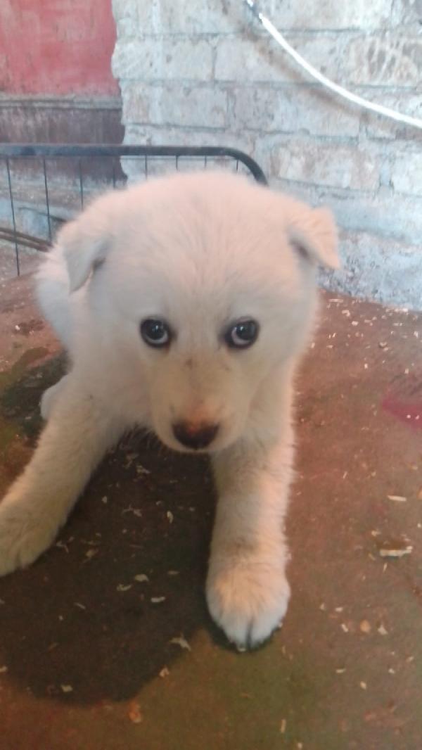 Moris splendido soffice cucciolo cerca casa  Foto 4