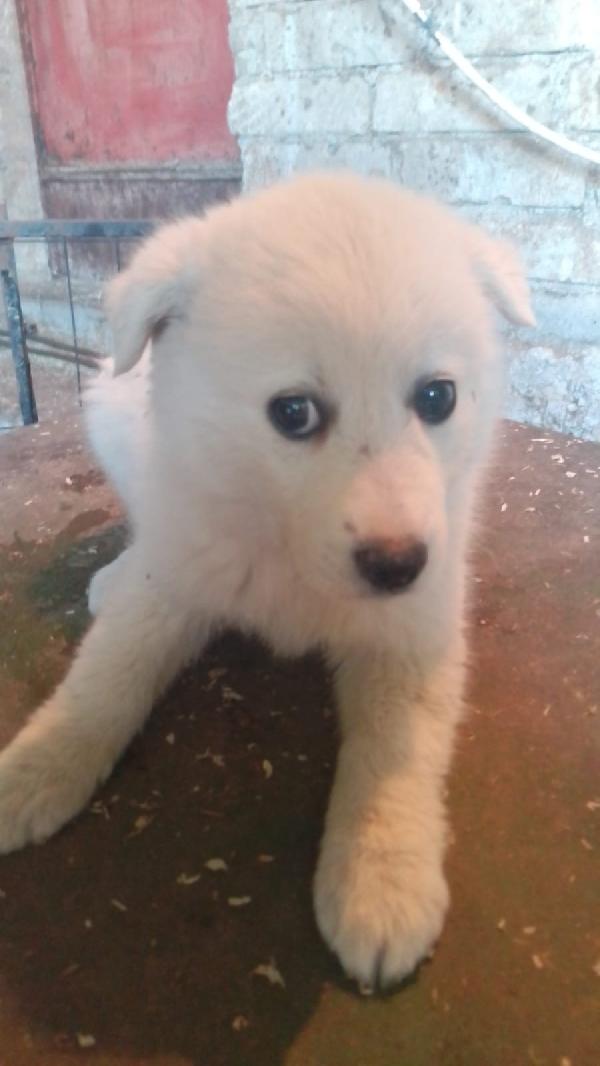 Moris splendido soffice cucciolo cerca casa  Foto 5