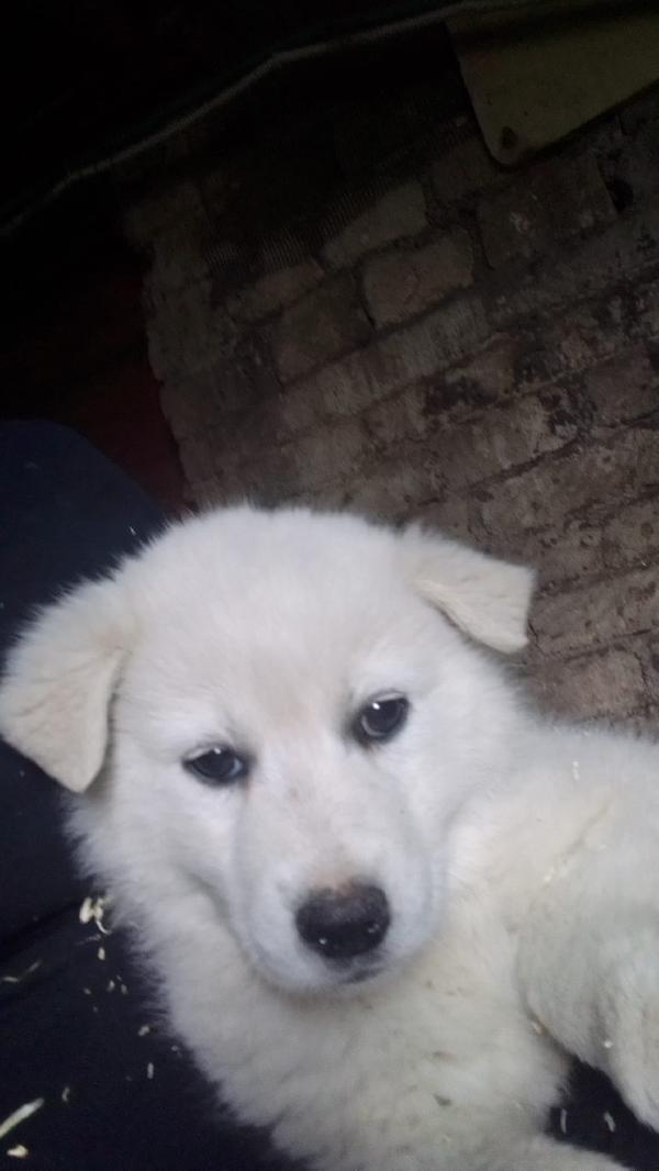 Moris splendido soffice cucciolo cerca casa  Foto 6