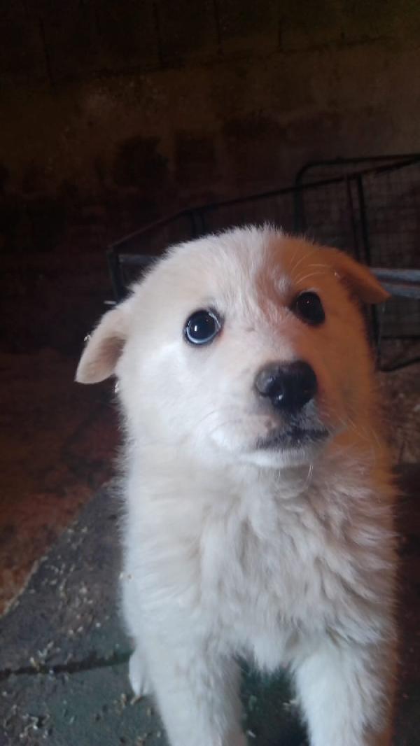 Moris splendido soffice cucciolo cerca casa  Foto 7