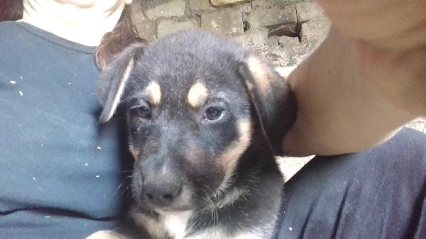 Isla Meravigliosa Cucciola Simil Pastore Cerca Casa 