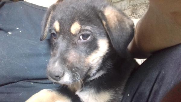 Isla meravigliosa cucciola simil pastore cerca casa  Foto 2