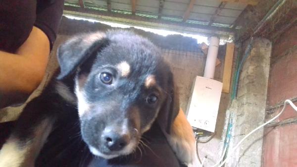 Isla meravigliosa cucciola simil pastore cerca casa  Foto 3