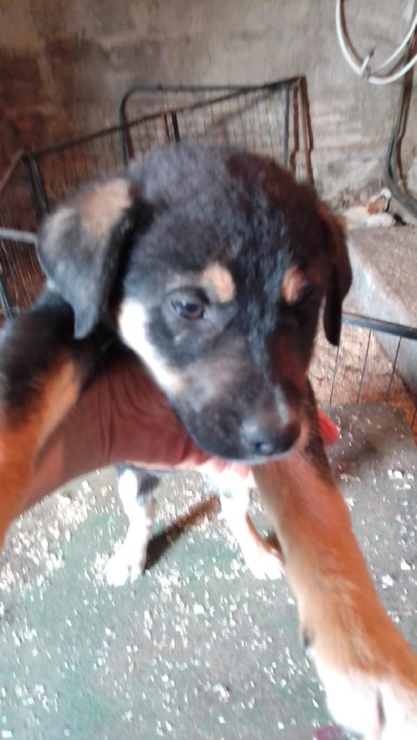 Isla meravigliosa cucciola simil pastore cerca casa  Foto 4