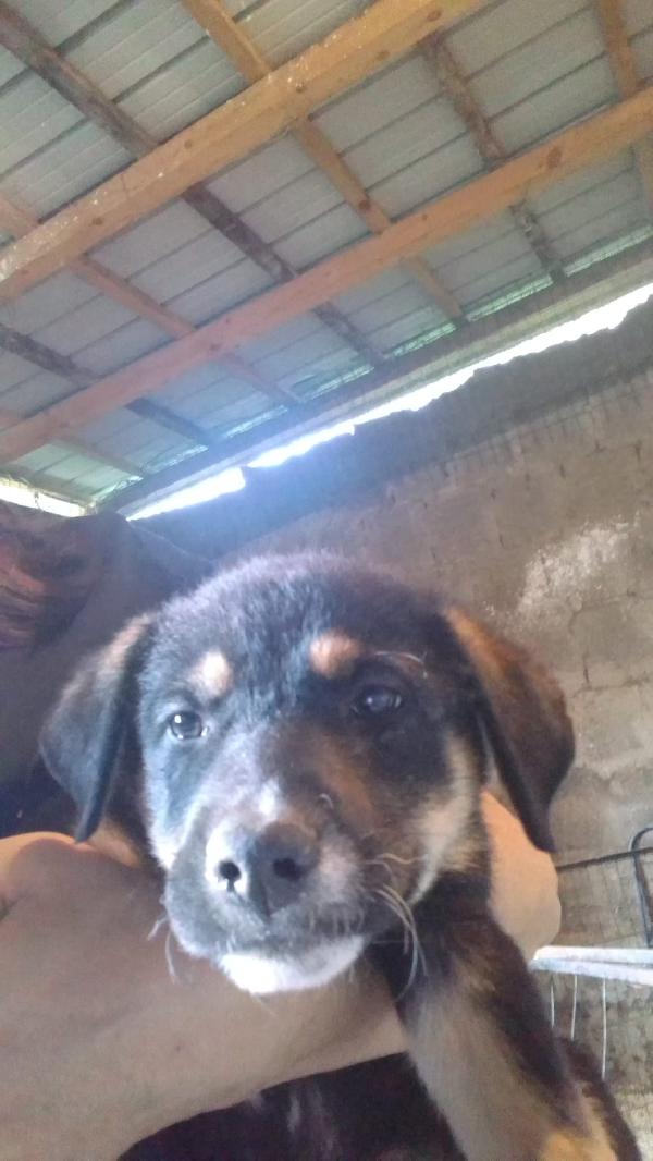 Isla meravigliosa cucciola simil pastore cerca casa  Foto 5