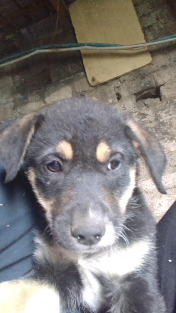 Isla meravigliosa cucciola simil pastore cerca casa  Foto 7