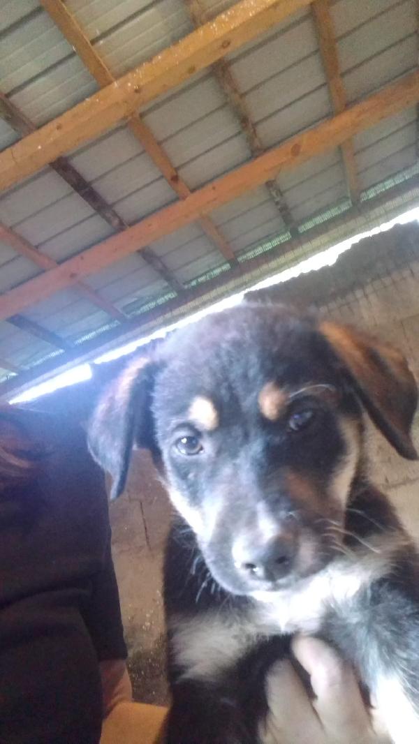 Isla meravigliosa cucciola simil pastore cerca casa  Foto 8