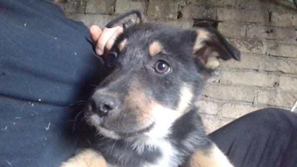 Martin Meraviglioso Cucciolo Simil Pastore Cerca Casa 