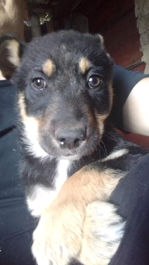 Martin meraviglioso cucciolo simil pastore cerca casa  Foto 2