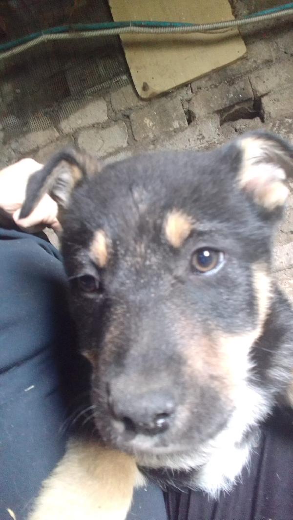 Martin meraviglioso cucciolo simil pastore cerca casa  Foto 4