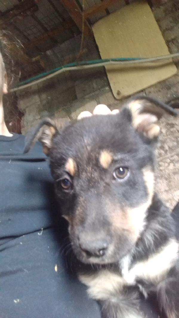 Martin meraviglioso cucciolo simil pastore cerca casa  Foto 5