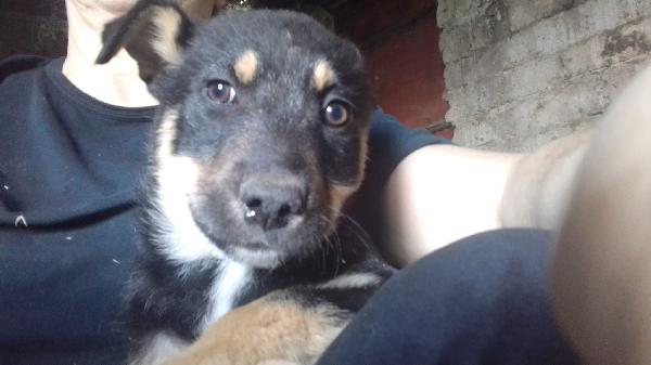 Martin meraviglioso cucciolo simil pastore cerca casa  Foto 6