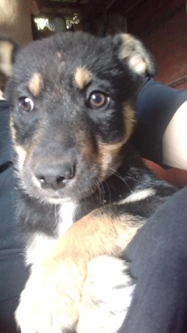 Martin meraviglioso cucciolo simil pastore cerca casa  Foto 7