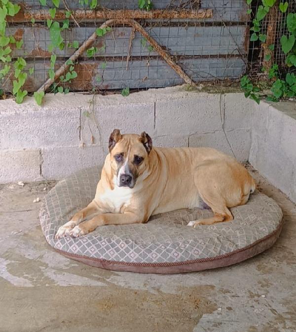 Adozione Del Cuore Per Kira 