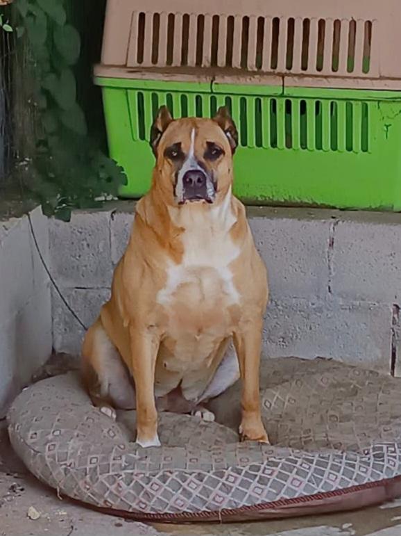 ADOZIONE DEL CUORE PER KIRA  Foto 2