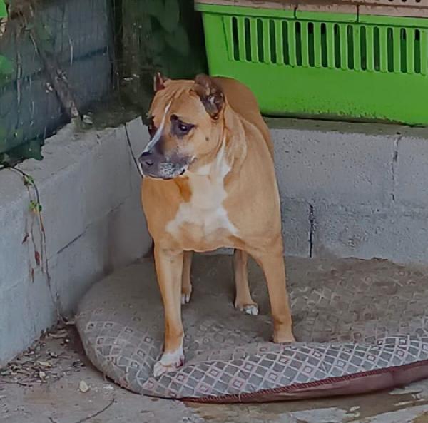 ADOZIONE DEL CUORE PER KIRA  Foto 3