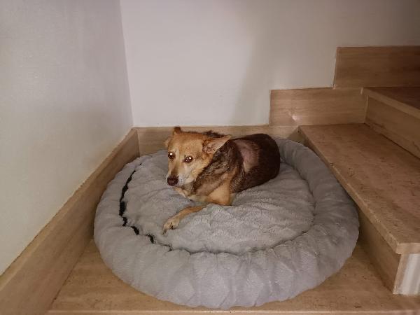 Gelbie tenera nonnina cerca casa  Foto 2