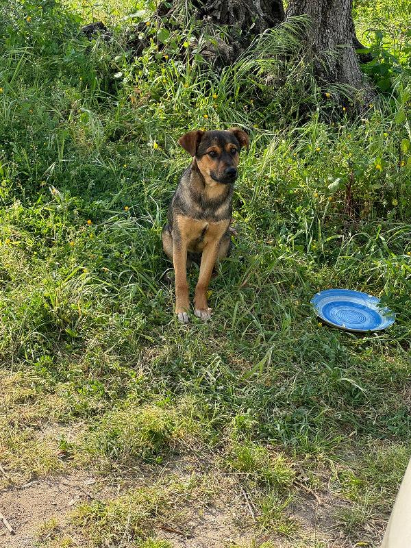 Elly Splendida Dolce Cucciola Simil Pastore Cerca Casa 