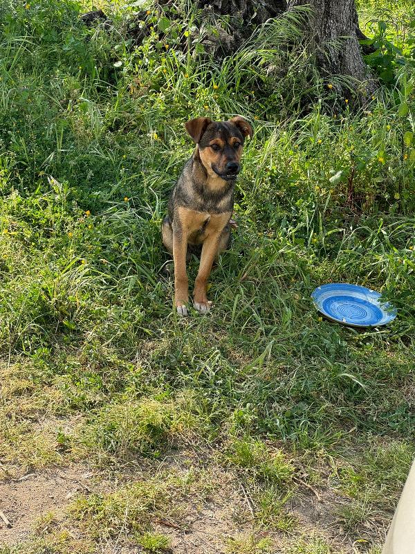Elly splendida dolce cucciola simil pastore cerca casa  Foto 2