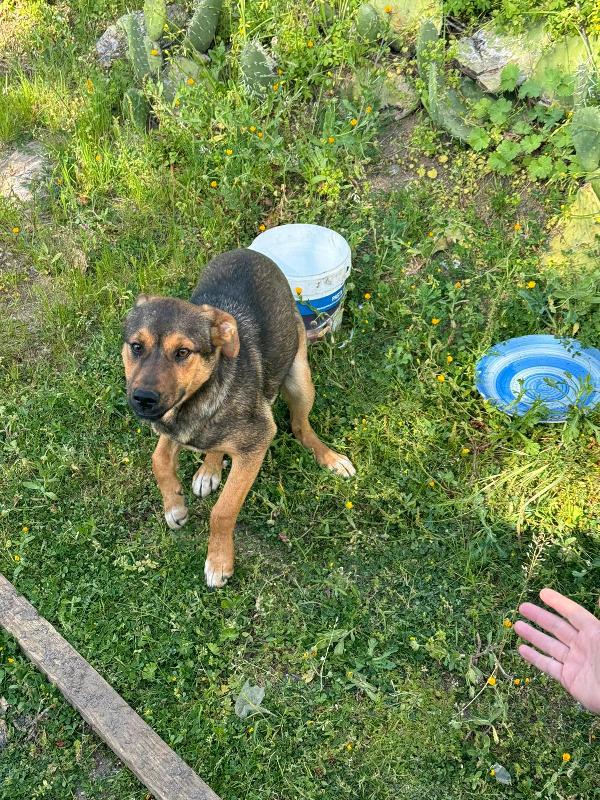 Elly splendida dolce cucciola simil pastore cerca casa  Foto 4