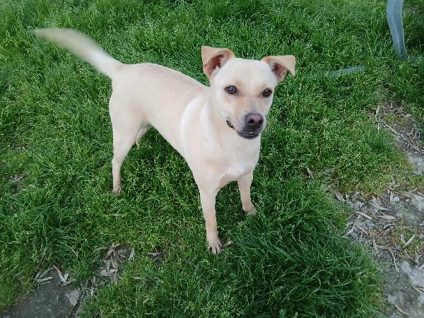 Terry Tenera Cagnolina Taglia Medio Piccola Cerca Casa 