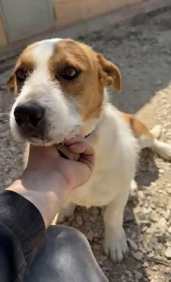 Jack Dolcissimo Mix Jack Russel