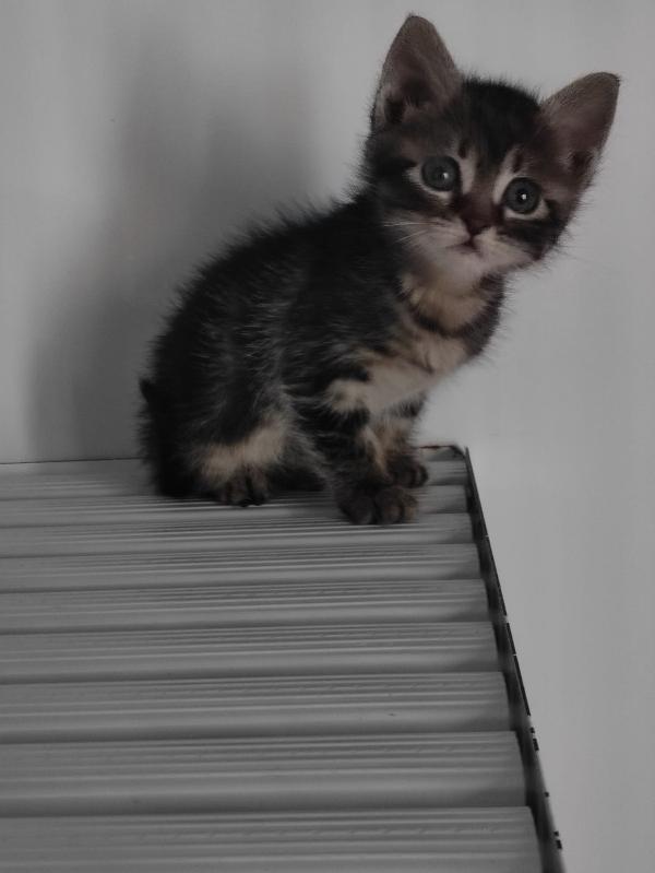 Dolci gattini Foto 2