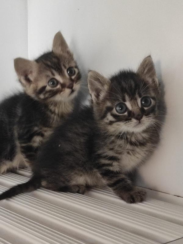 Dolci gattini Foto 4