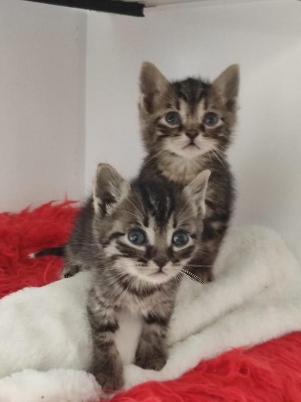 Dolci gattini Foto 5