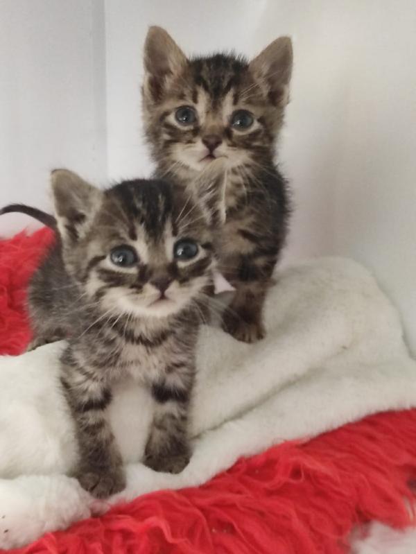 Dolci gattini Foto 6