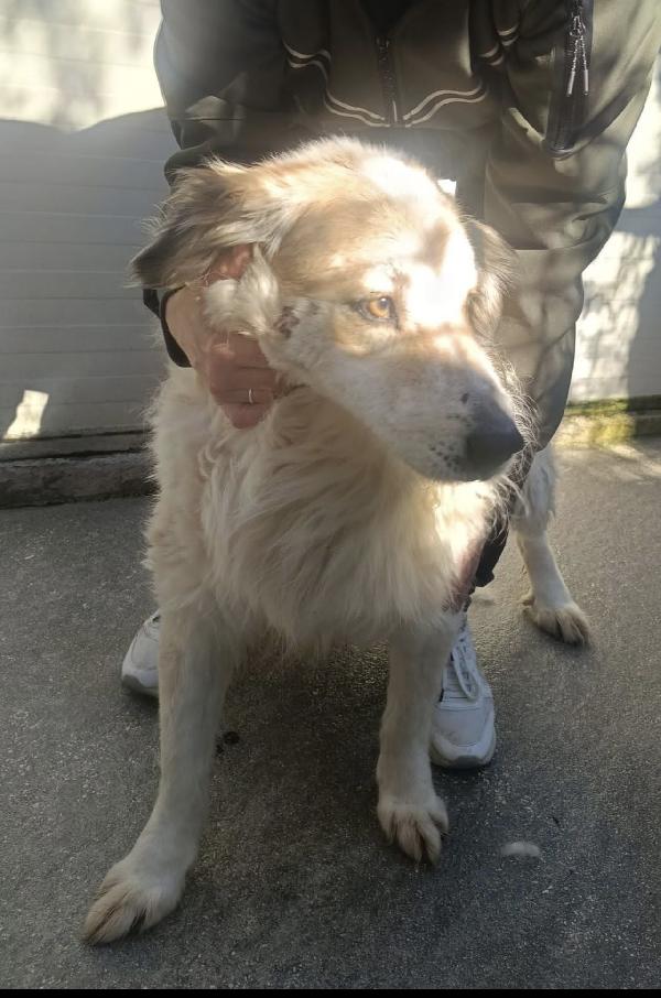 Locky Dolcissimo Cagnolino A Pelo Lungo