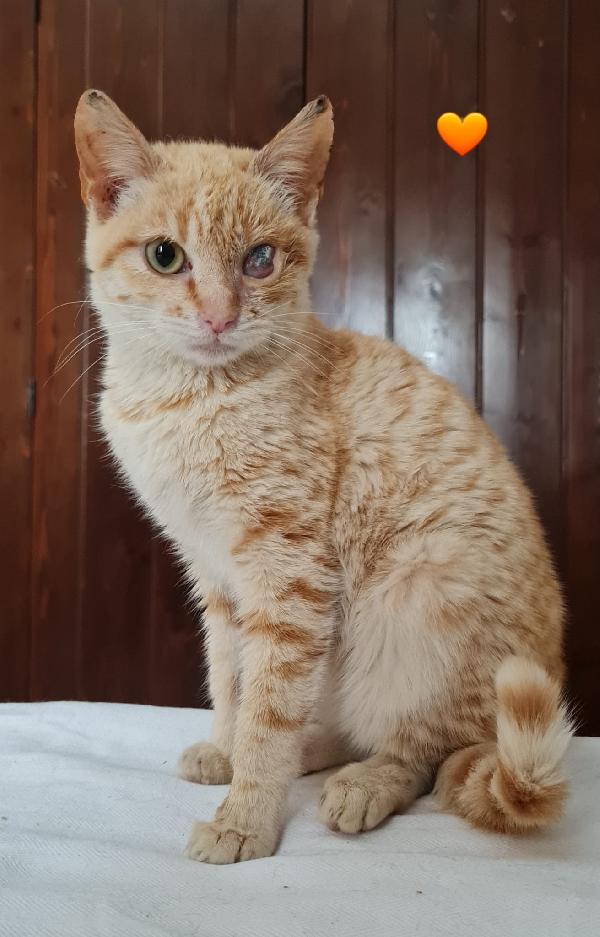 Nike Dolcissima Micina Rossa 