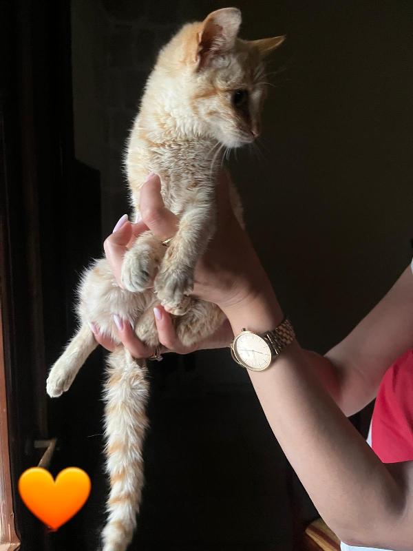 Nike dolcissima micina rossa  Foto 2