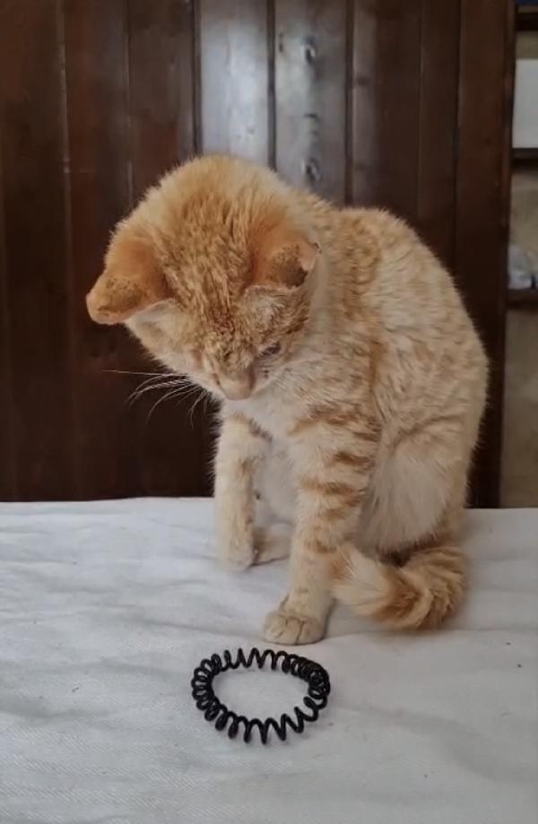 Nike dolcissima micina rossa  Foto 3