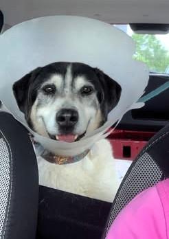 Valerio Dolce Diversamente Cucciolo