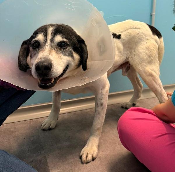 VALERIO DOLCE DIVERSAMENTE CUCCIOLO Foto 3