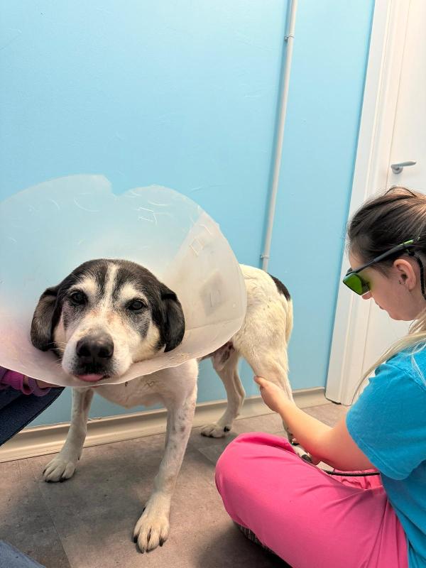 VALERIO DOLCE DIVERSAMENTE CUCCIOLO Foto 4