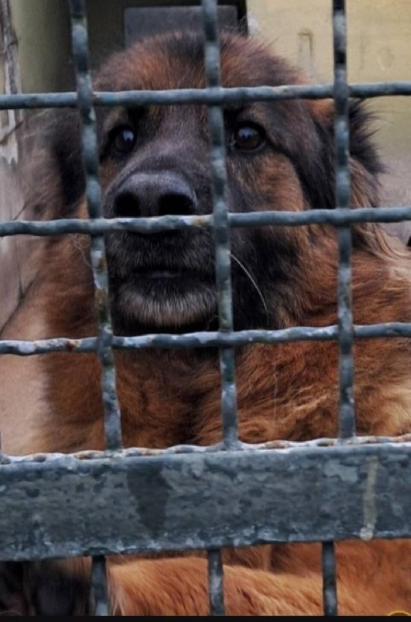 Pastore Tedesco adulto DISPERATO H24 IN.BOX!! CASERTA Foto 2