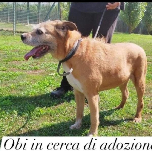 Quasi 11anni tranquillo padrone deceduto. PAVIA Foto 2