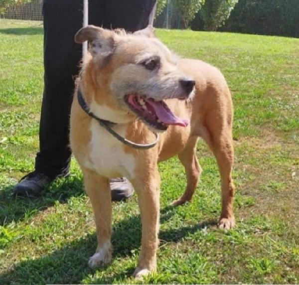 Quasi 11anni tranquillo padrone deceduto. PAVIA Foto 3