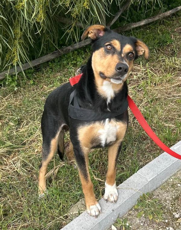 Cocca 2Anni Tg Media Ok Gatti.siracusa