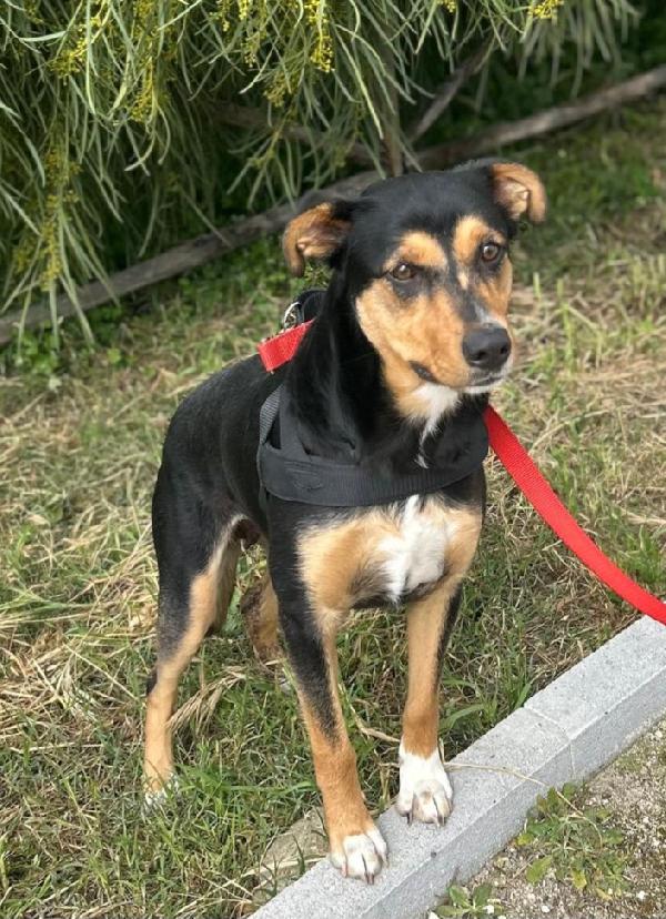 Cocca 2anni tg media ok gatti.SIRACUSA Foto 2