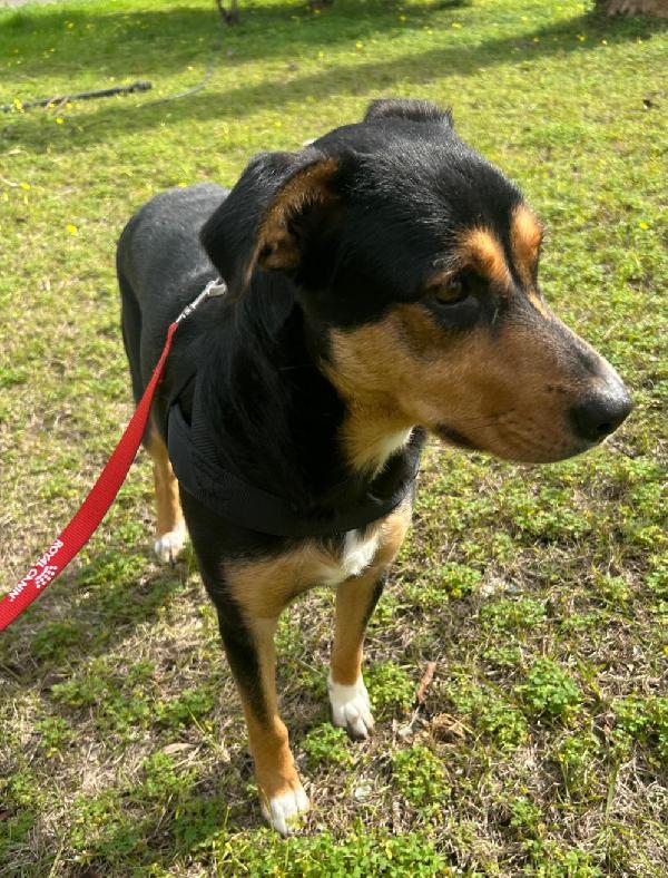 Cocca 2anni tg media ok gatti.SIRACUSA Foto 4