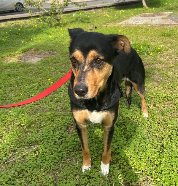 Cocca 2anni tg media ok gatti.SIRACUSA Foto 3