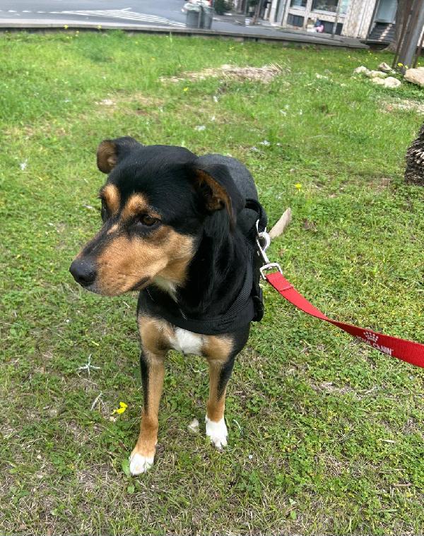 Cocca 2anni tg media ok gatti.SIRACUSA Foto 5