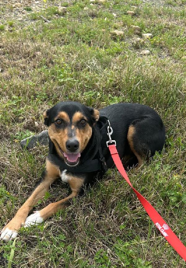 Cocca 2anni tg media ok gatti.SIRACUSA Foto 6